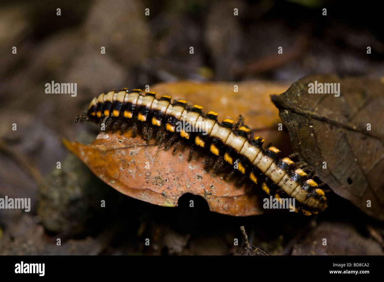 Polydesmid or flat-backed millipede on the forest floor in the Monteverde Cloud Forest Reserve in Puntarenas, Costa Rica. Stock Photo