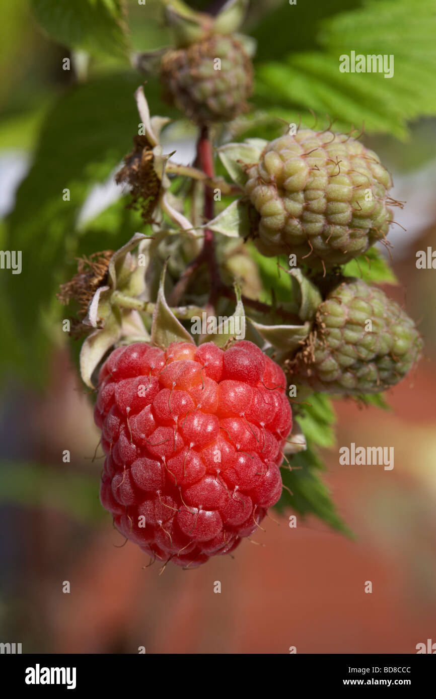raspberry rubus idaeus european raspberries various stages growing on a