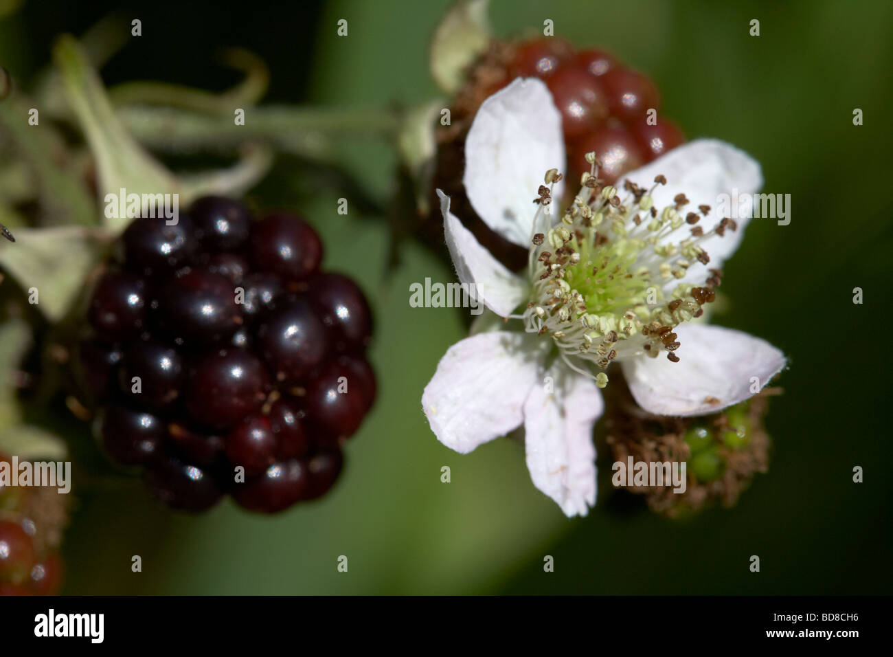 common blackberry rubus fruticosus flower and blackberries growing on a wild bramble bush in a garden in the UK Stock Photo