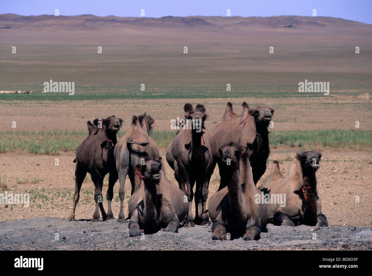 Camels in the Gobi Desert, Mongolia Stock Photo