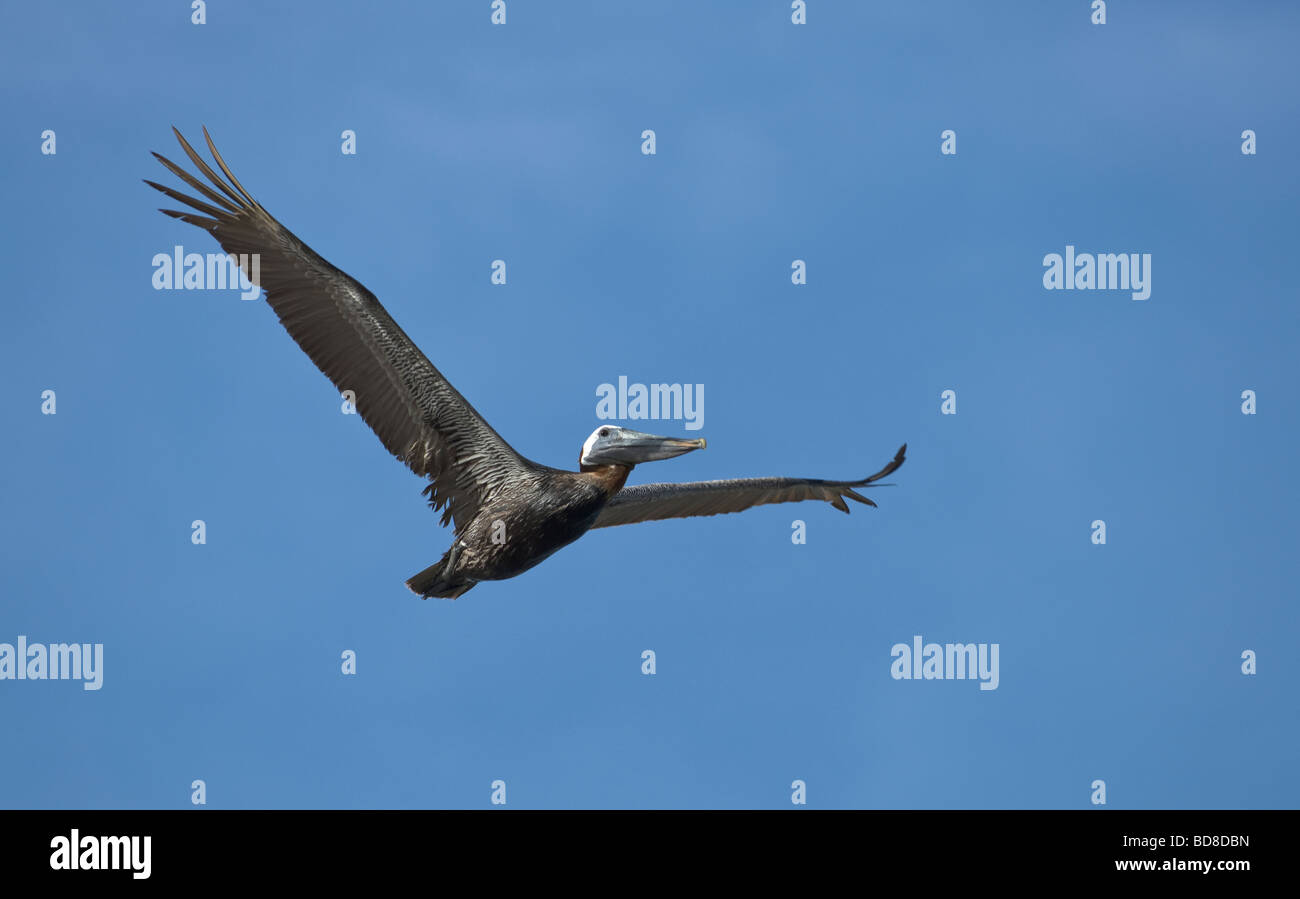 Flying brown hi-res stock photography and images - Alamy