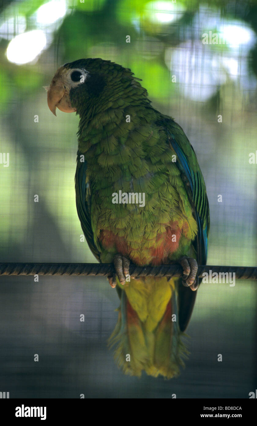 Hispaniolan Parrot (Amazona ventralis) in cage. Bayahibe, Dominican Republic Island, Caribbean Stock Photo