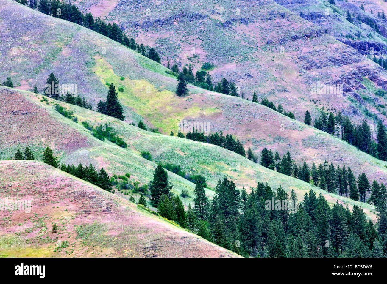 Spring colors in hills in Wallowa County Oregon Stock Photo