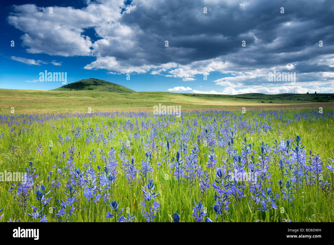 Camas and prairie with storm clouds Zumwalt Prairie Preserve Oregon Stock Photo