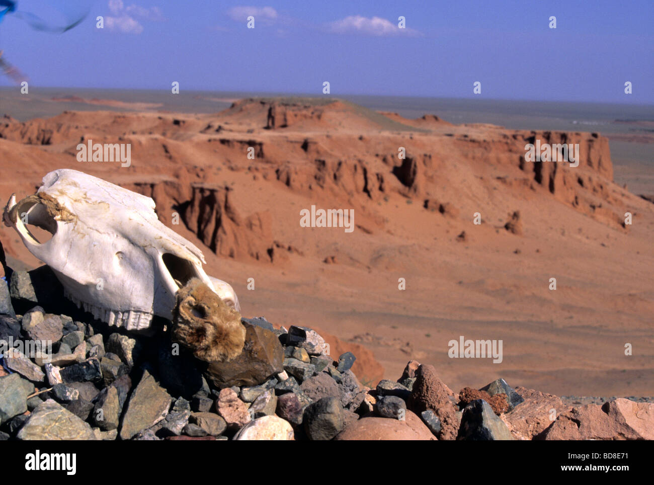 Camel skull at Bayanzag flaming cliffs, aka dinosaur cemetery, Gobi Desert, Mongolia Stock Photo