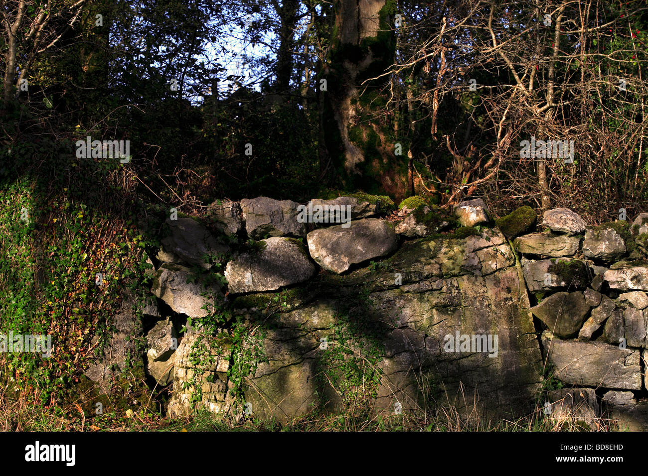 Stone Wall and Vegetation Ireland Stock Photo