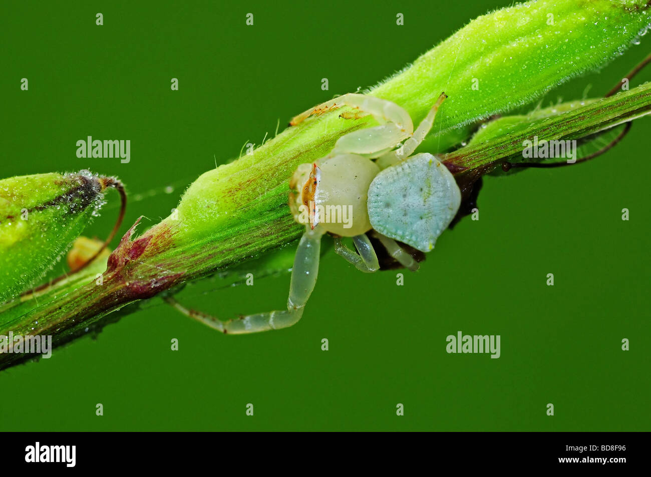 crab spider in the parks Stock Photo - Alamy