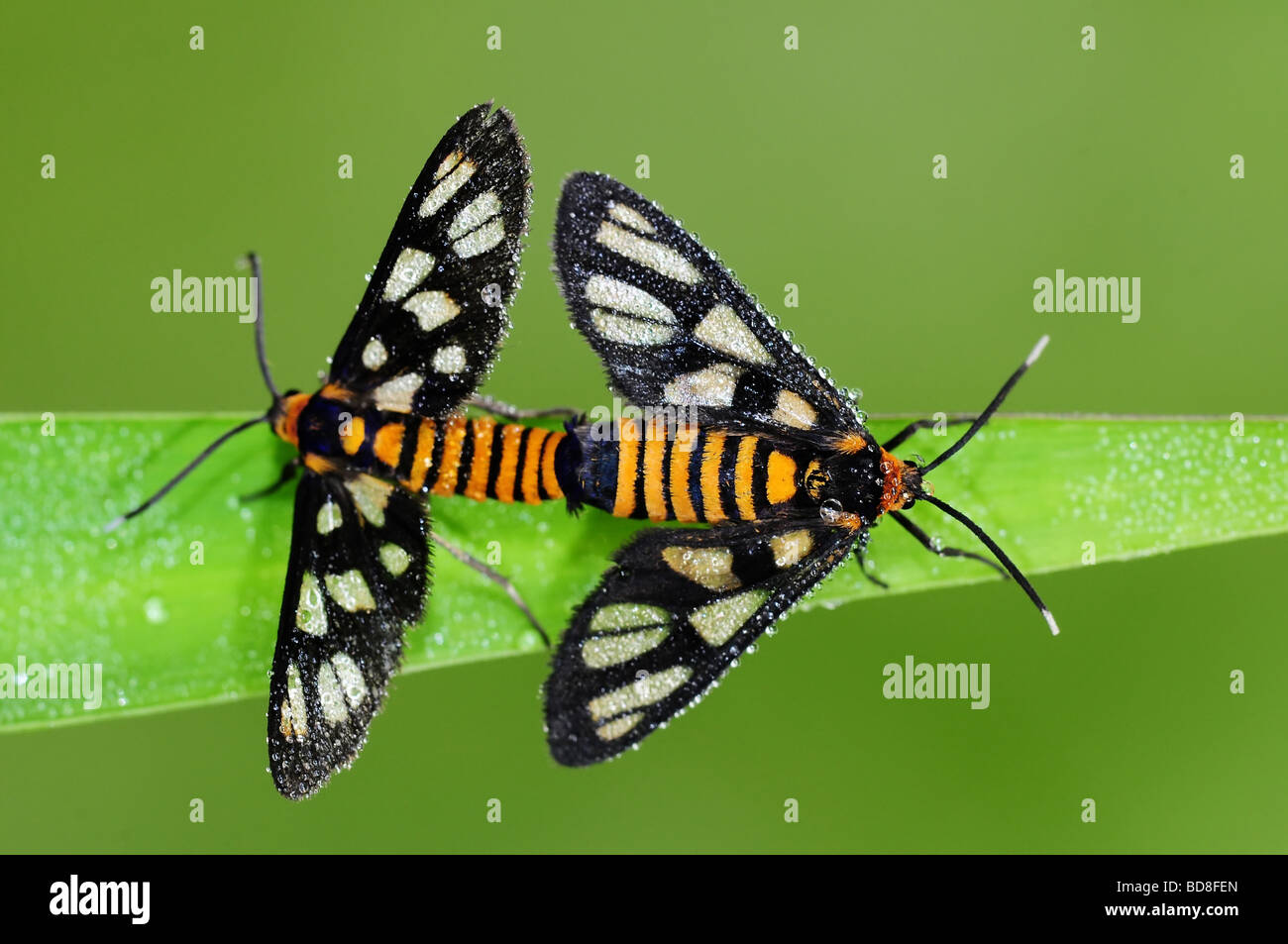 tiger moth mating in the parks Stock Photo