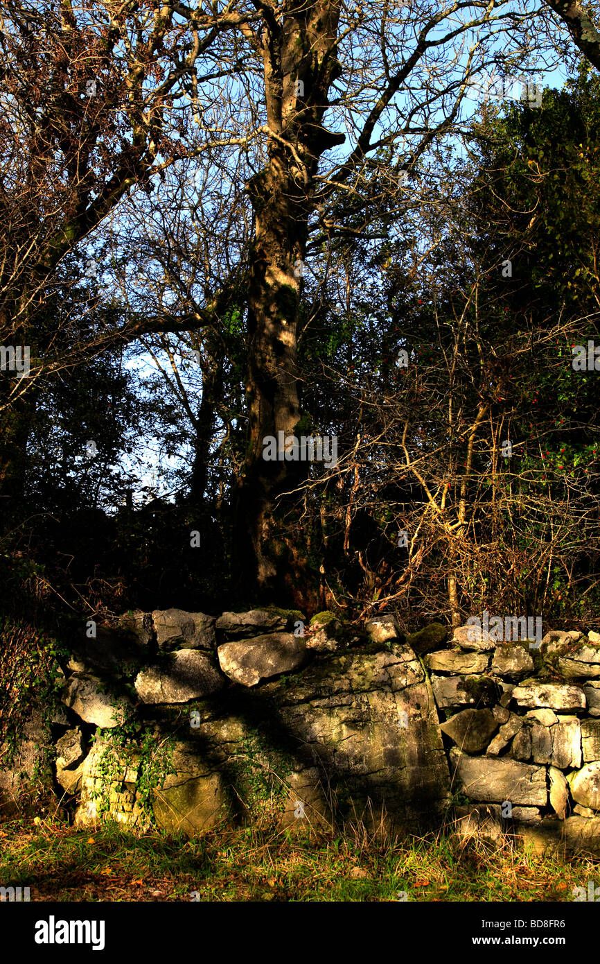 Ireland Rocks Tree Irish tree hi-res stock photography and images - Alamy