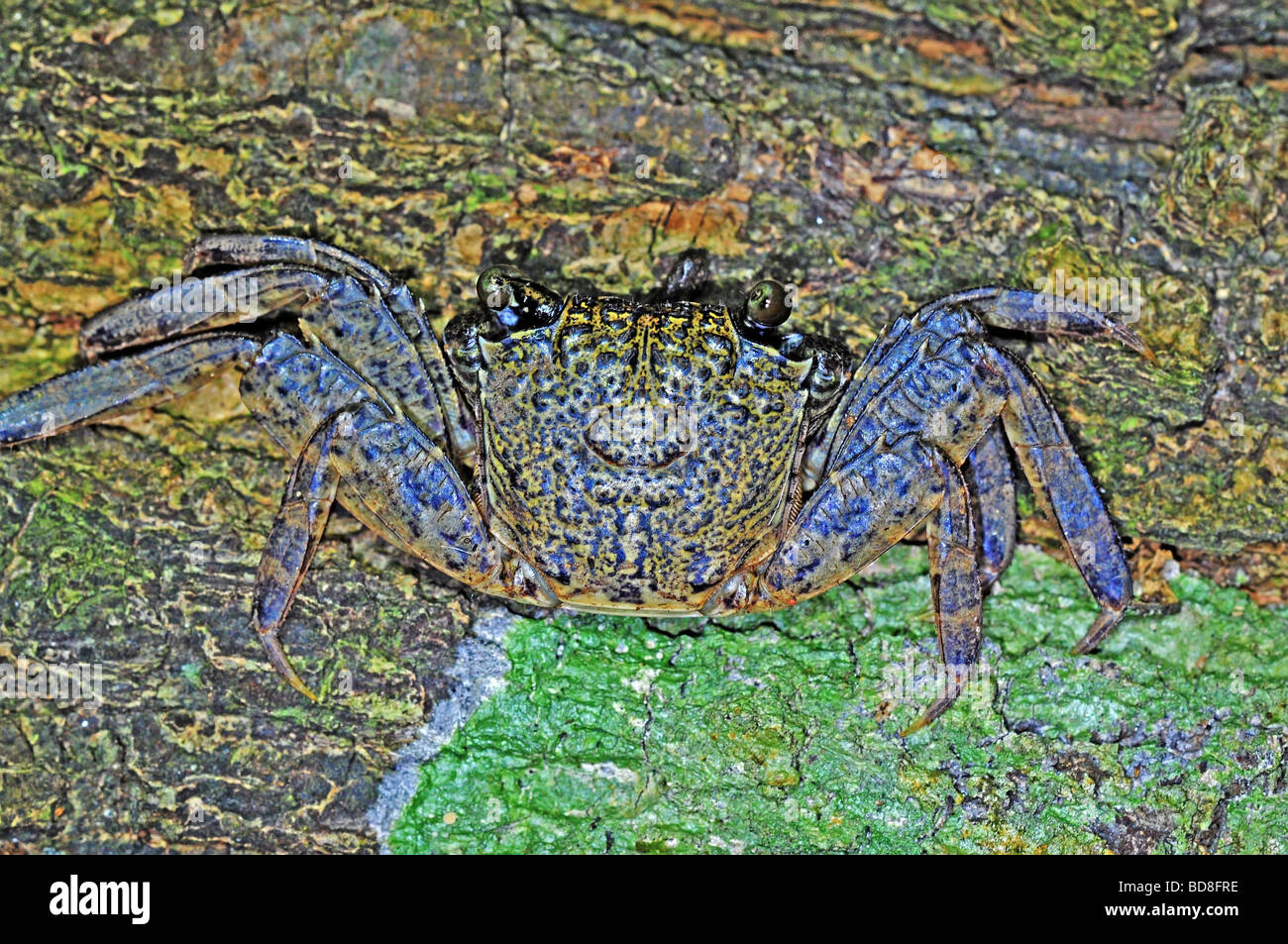 tree crab in the parks Stock Photo