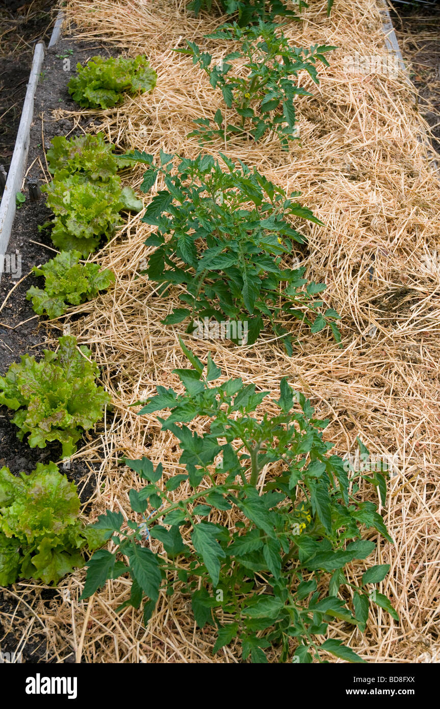 Young tomato plants mulched with straw and companion planted with