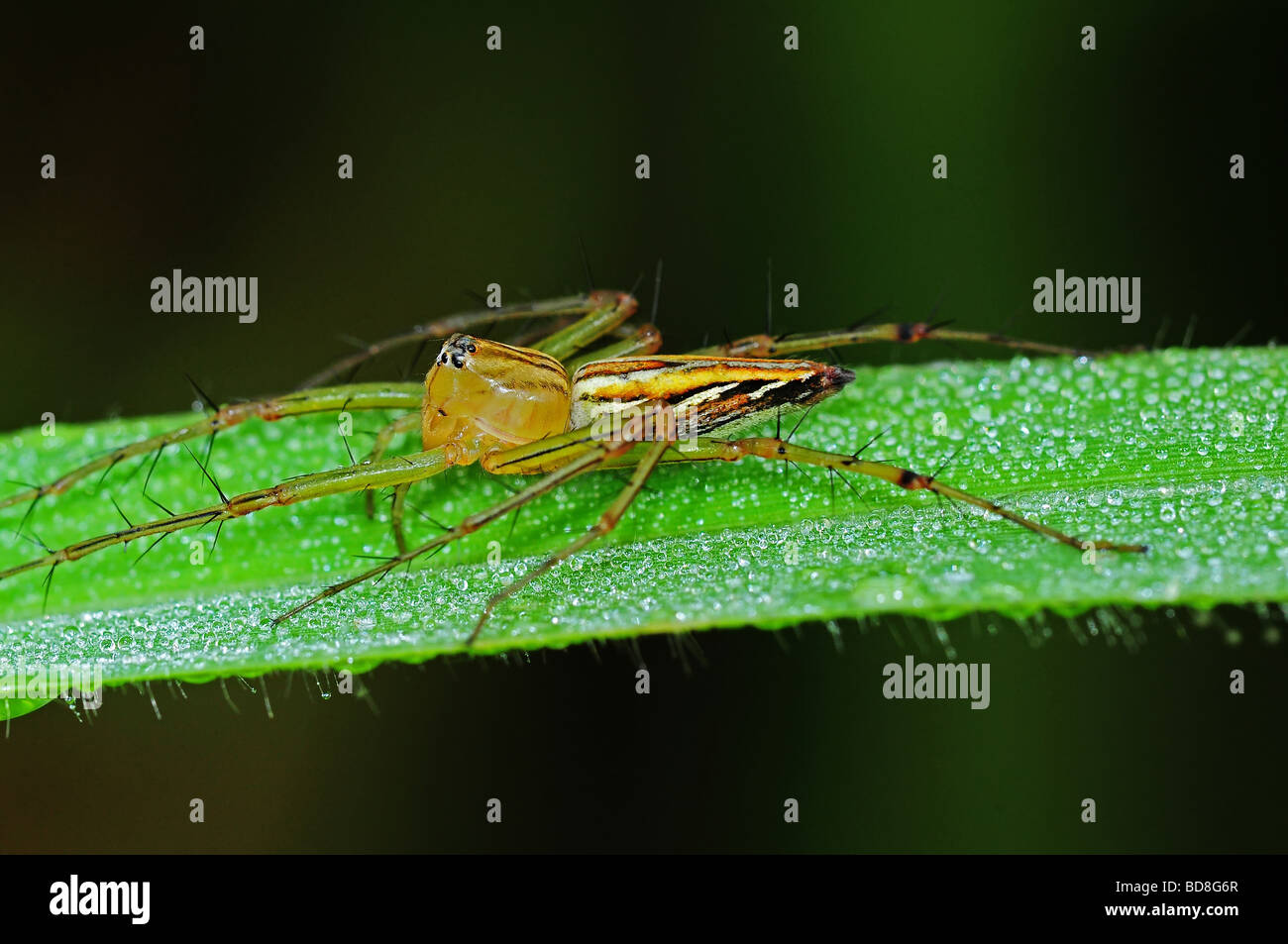 lynx spider in the parks Stock Photo