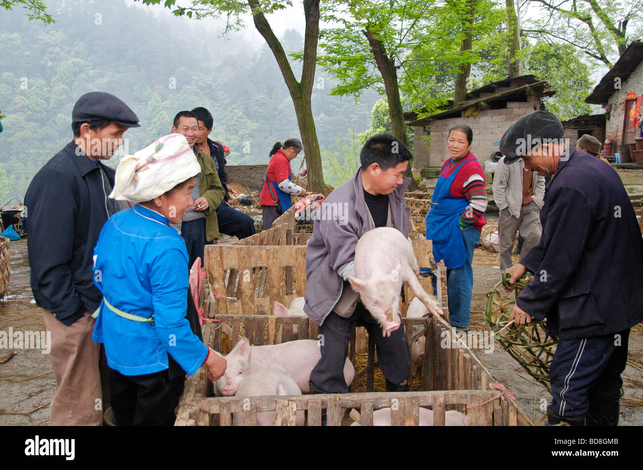 A bought pig being transferred into basket for transportation Guizhou Province China Stock Photo