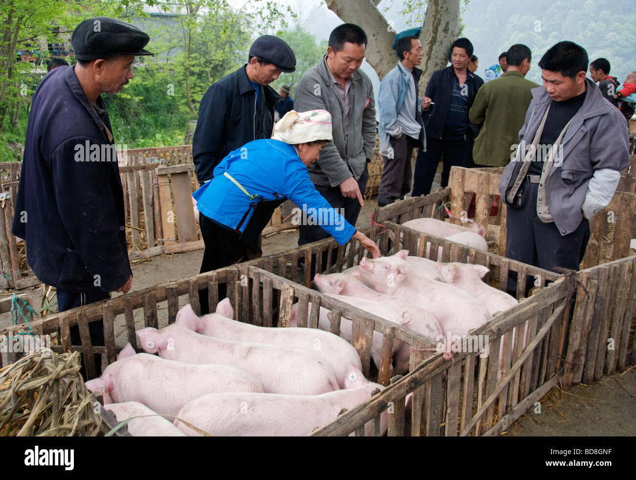 People selecting a pig in market Guizhou Province China Stock Photo