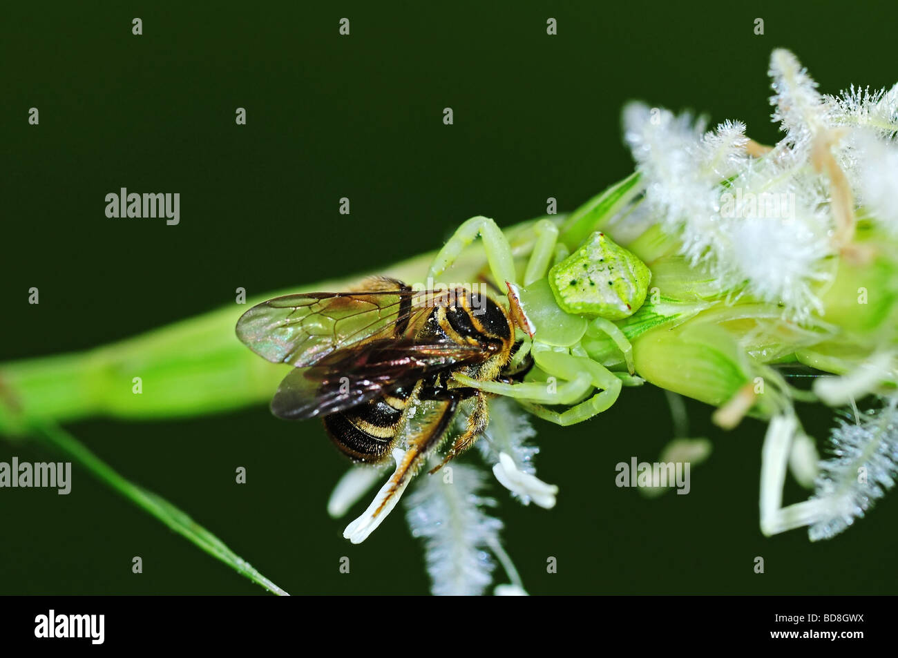 crab spider eating a bee Stock Photo Alamy