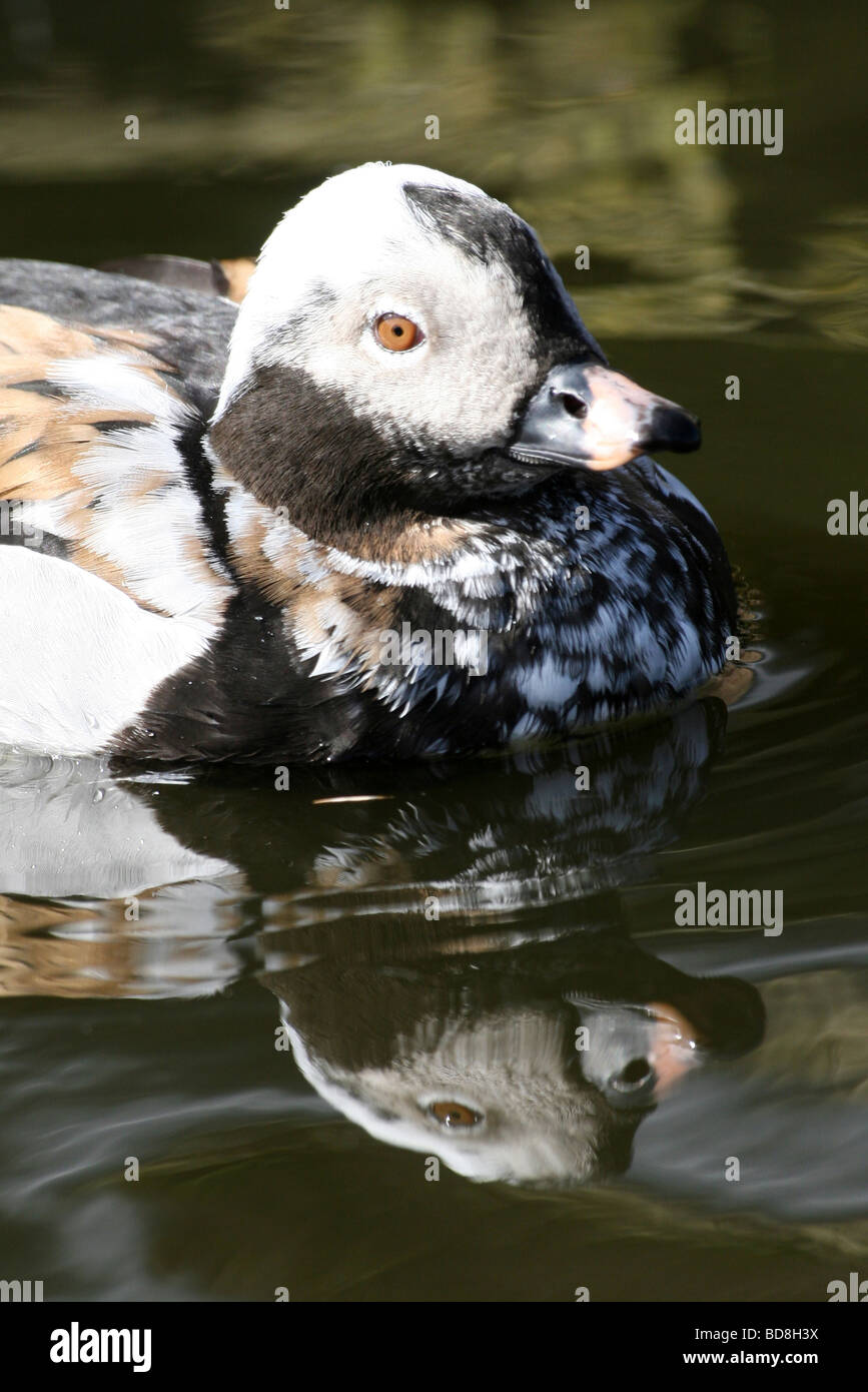 Close up of Head And Bill Male Long-tailed Duck Clangula hyemalis At Martin Mere WWT, Lancashire UK Stock Photo