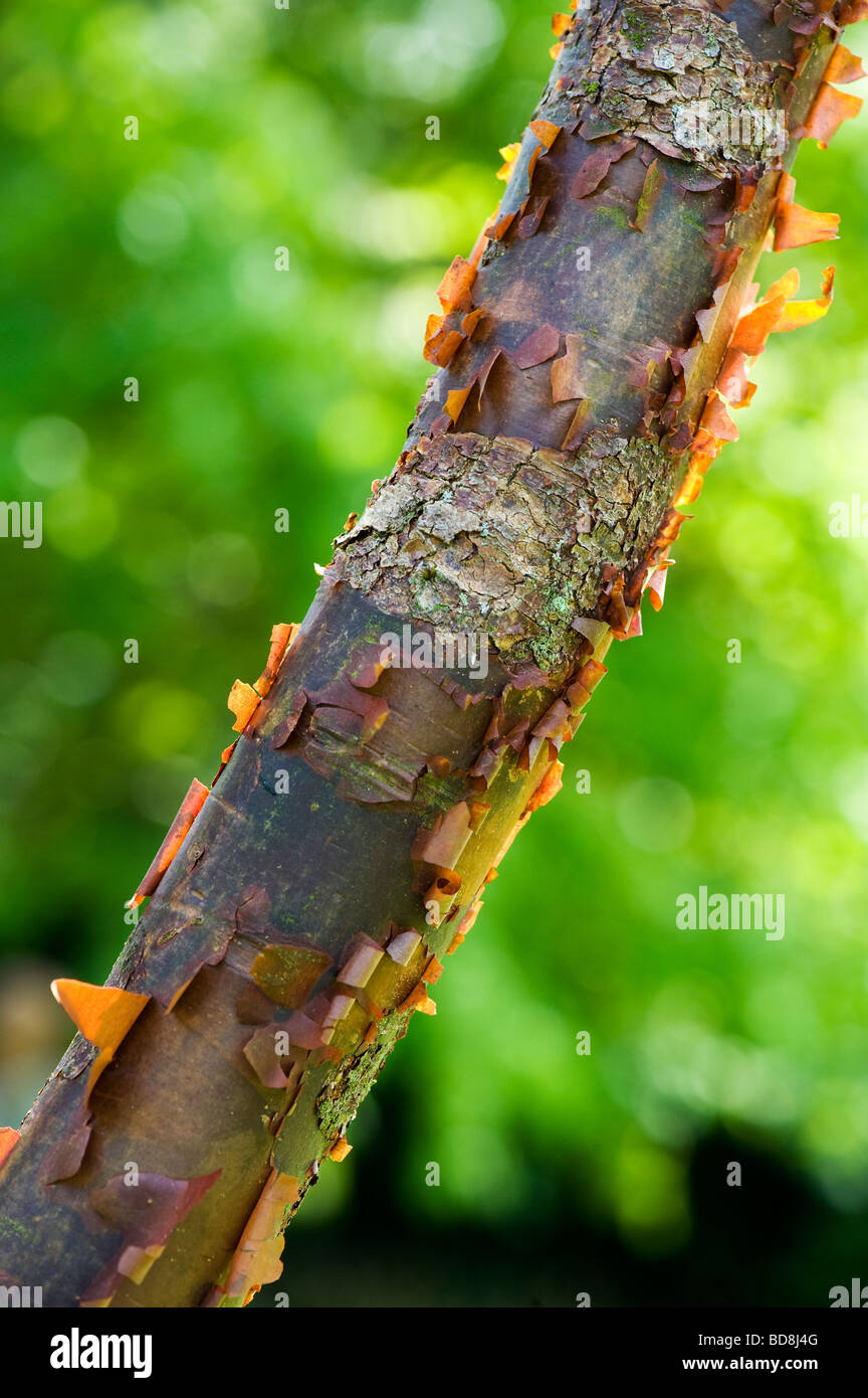 Acer griseum. Paperbark maple tree with peeling bark Stock Photo - Alamy