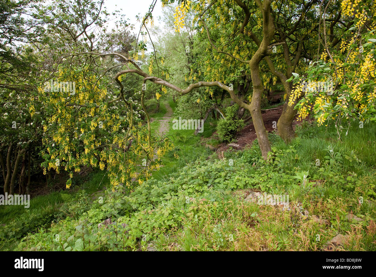 Path and Laburnum tree in Rivington terraced gardens Lancashire UK Stock Photo