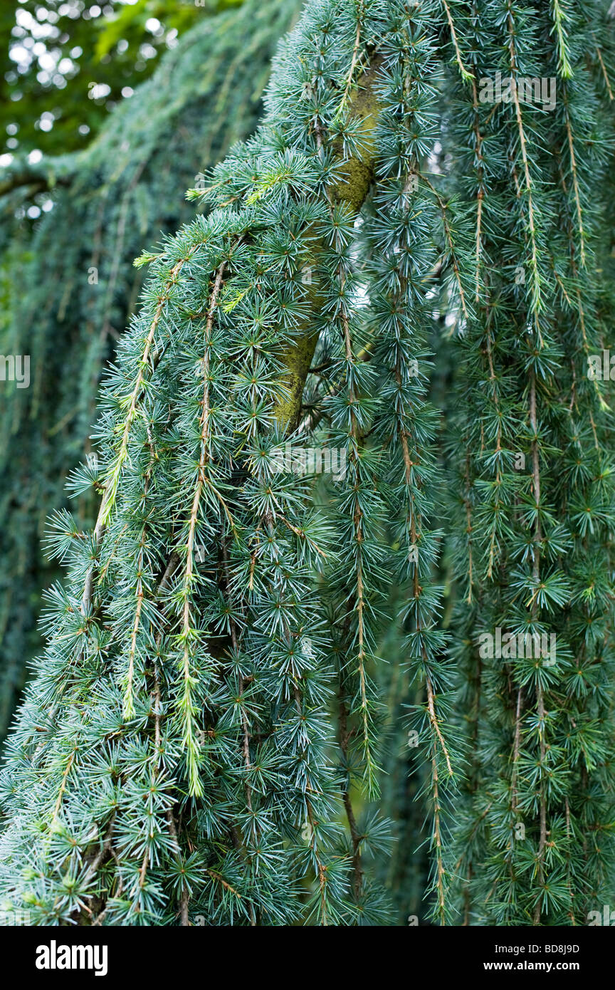Cedrus atlantica 'glauca pendula'. Weeping blue atlas cedar tree foliage Stock Photo