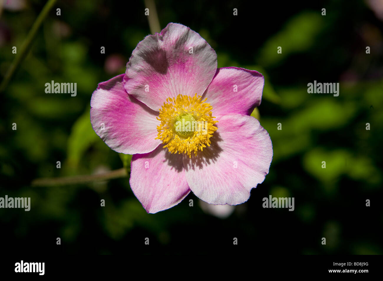 a pink windflower or Japanese Anemone sits in the sun with its greenery shown out of focus and in the shade Stock Photo