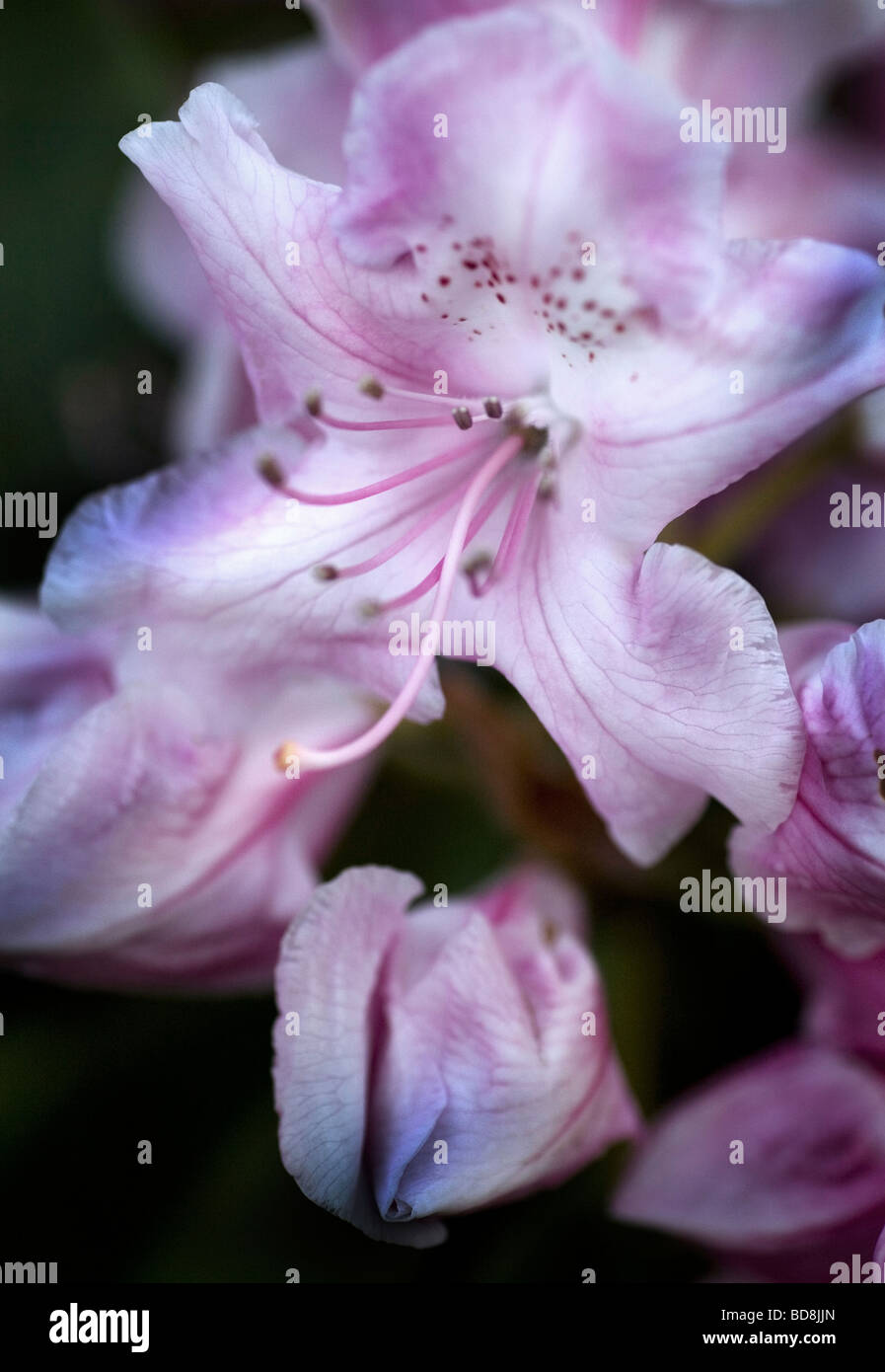 Irises, Stock Photo
