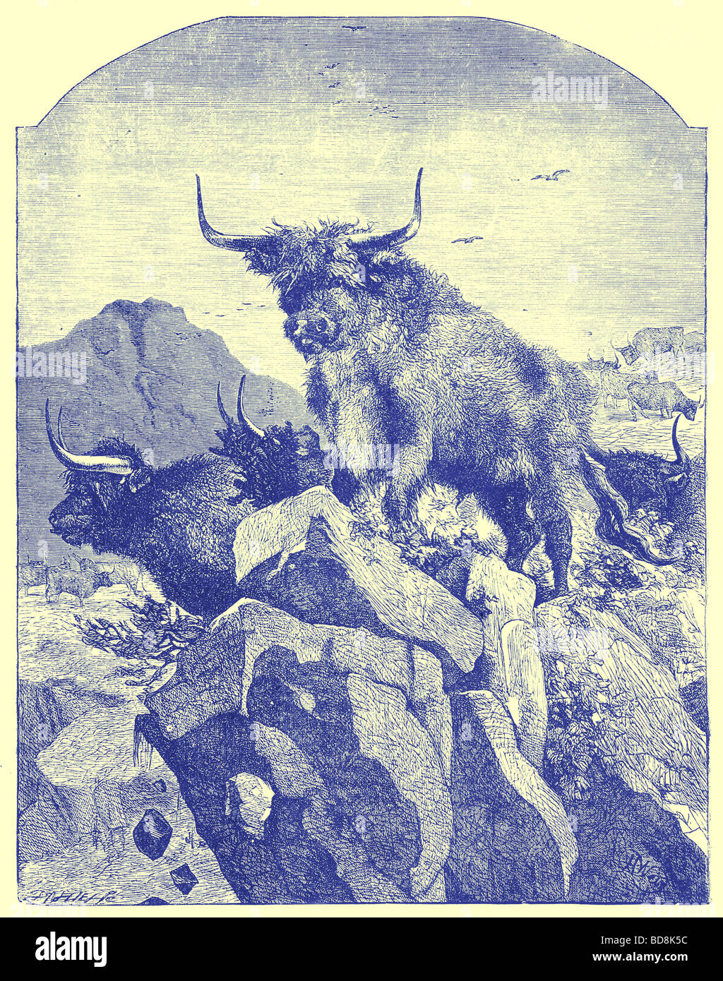 Scotch Cattle Engraving From J G Wood S Illustrated Natural History C Stock Photo Alamy