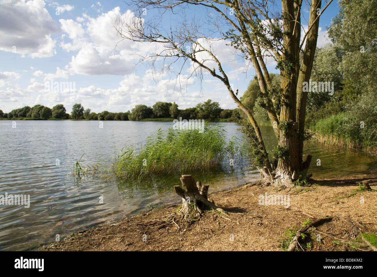 Fen Drayton Lakes, Cambridgeshire, England, UK Stock Photo Alamy