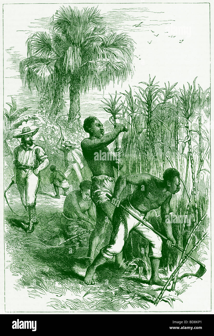 Slaves working on a plantation Illustration from Cassell s History of the United States by Edward Ollier c 1900 Stock Photo