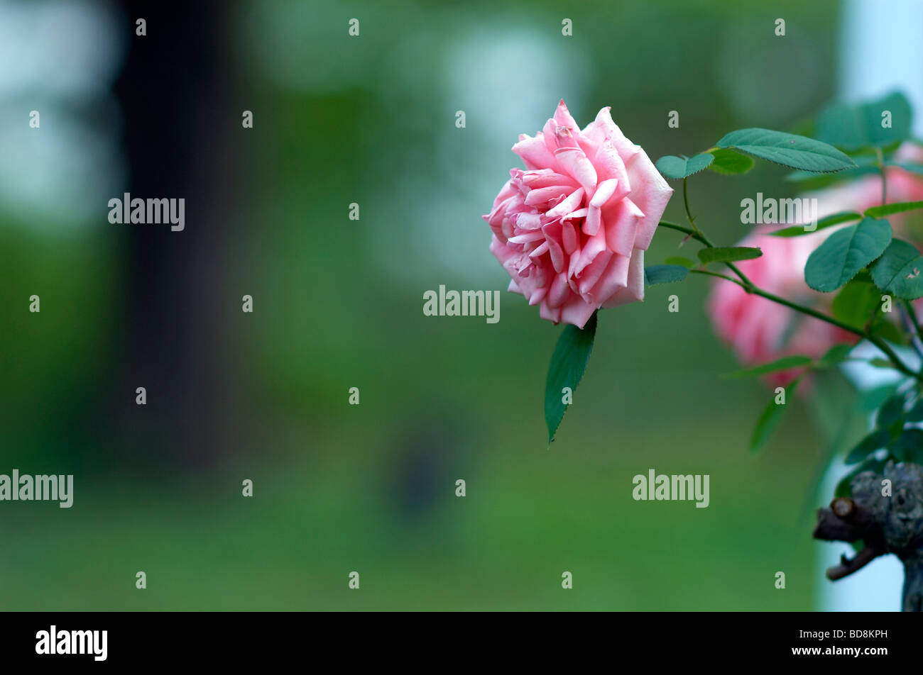 Cat pink rose flower hi-res stock photography and images - Alamy