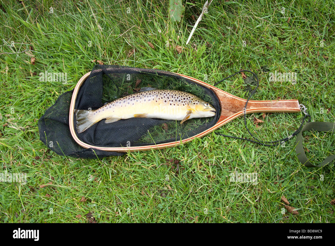 Trout net hi-res stock photography and images - Alamy