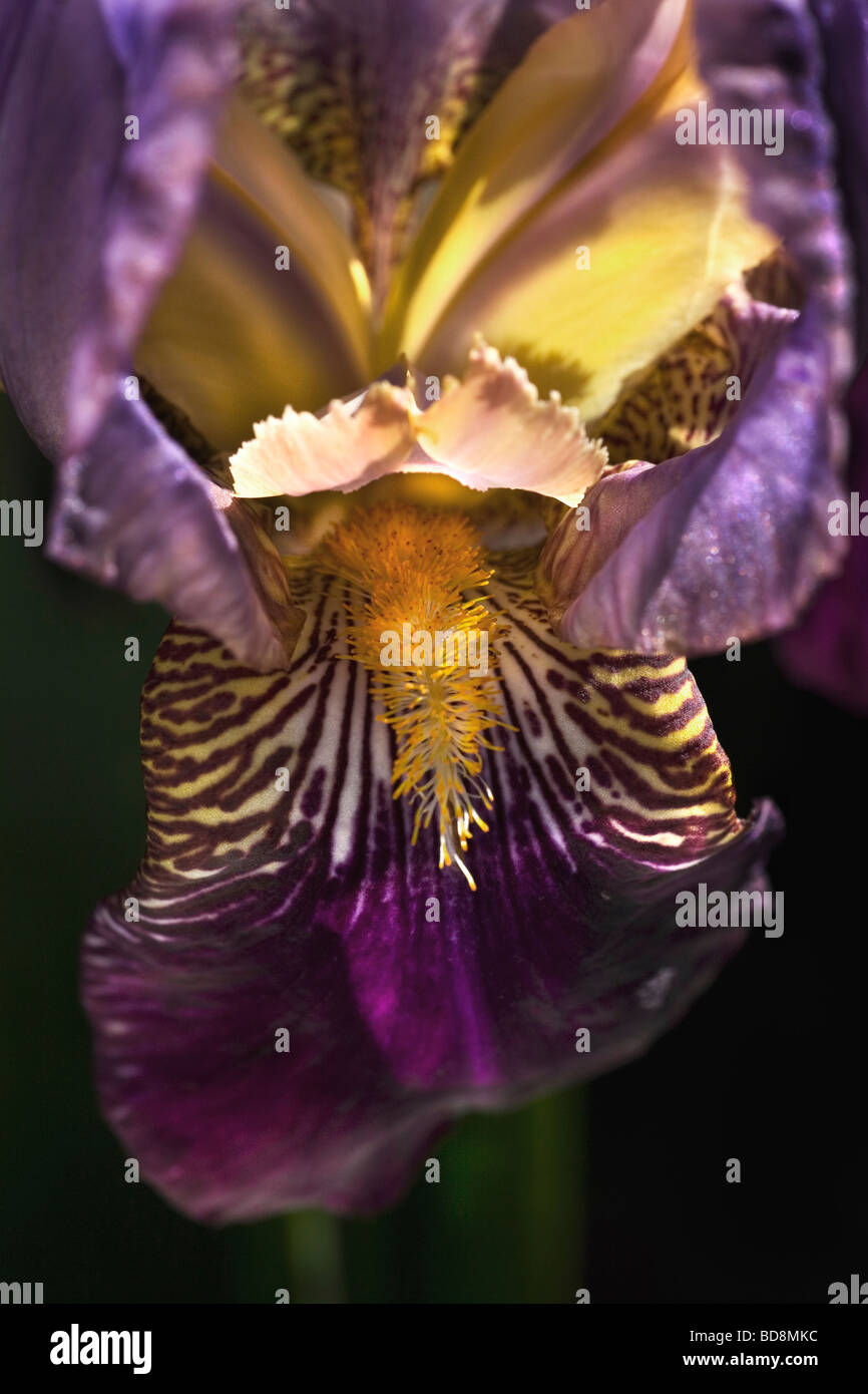 Bearded Iris. Stock Photo