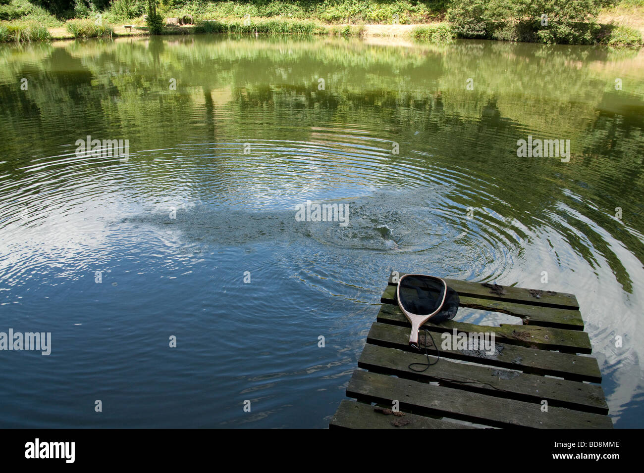 Newhouse farm trout Fisheries Devon England Stock Photo Alamy