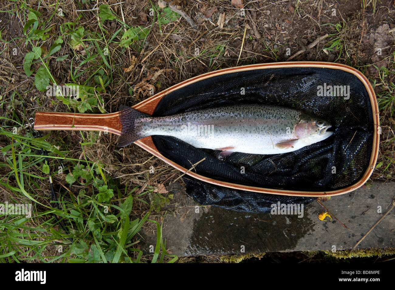 Newhouse farm trout Fisheries Devon England Stock Photo Alamy