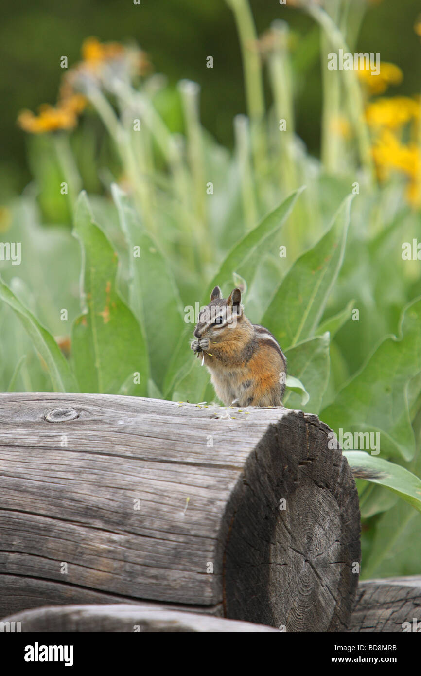 Chipmunk sitting on the end of a fallen log eating food held in its front hands Stock Photo