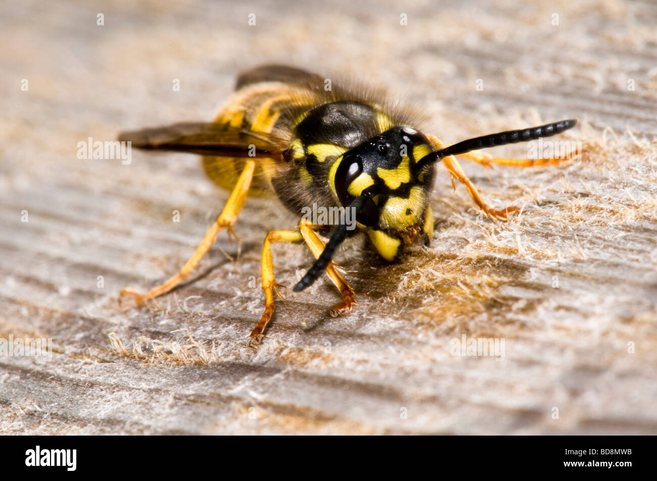 German wasp nest hires stock photography and images Alamy