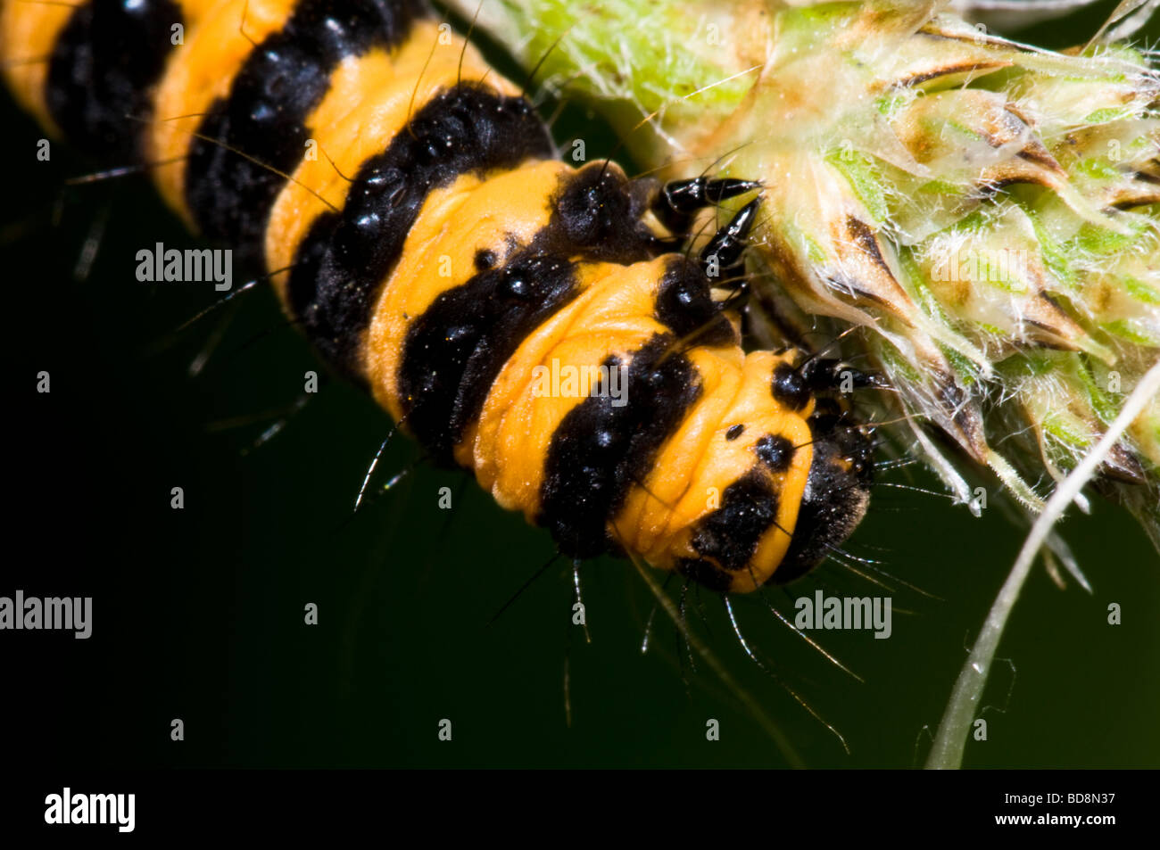 Cinnabar Moth Caterpillar Stock Photo