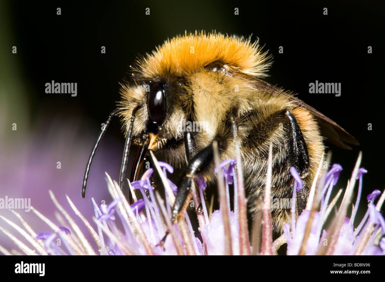 Brown-banded Carder Bee Bombus humilis Stock Photo