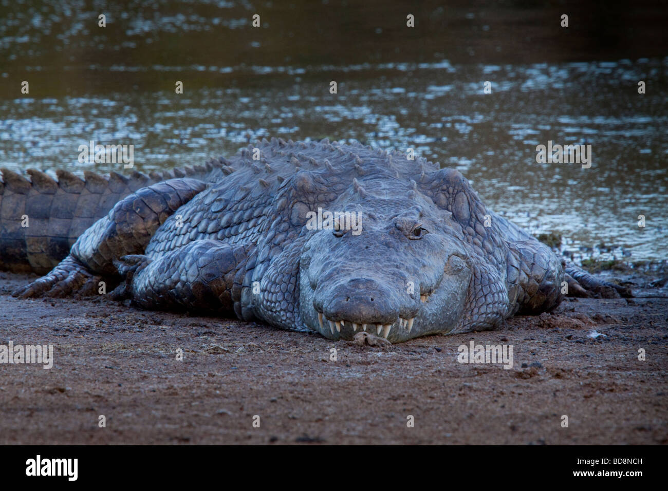 Nile Crocodile (Crocodylus Niloticus). On the bank of the Nyamithi pan. Ndumo Game Reserve, Kwazulu-Natal, South Africa. Stock Photo