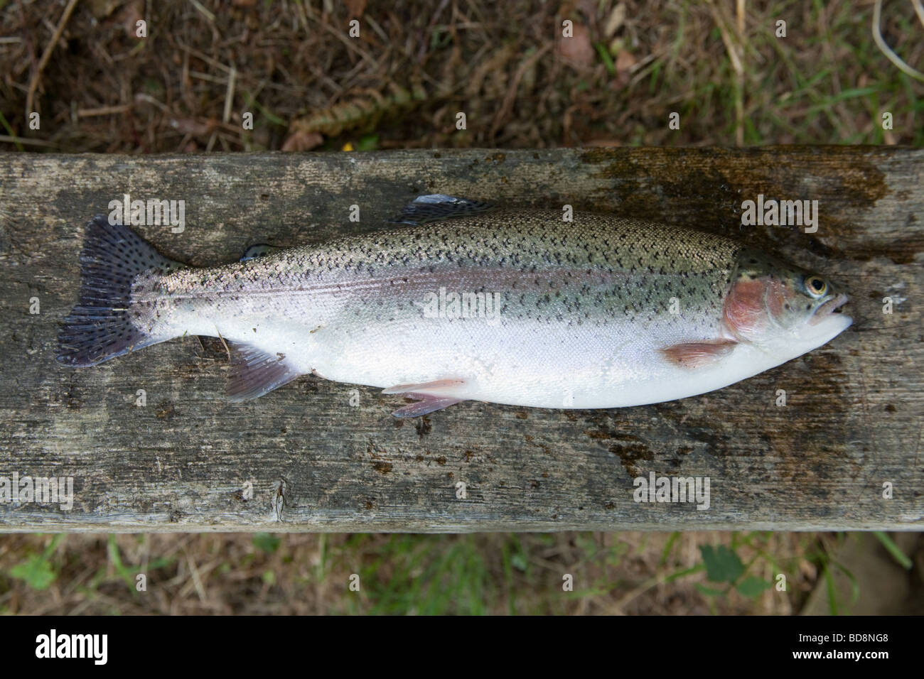 Rainbow trout caught at Newhouse farm trout Fisheries Devon England