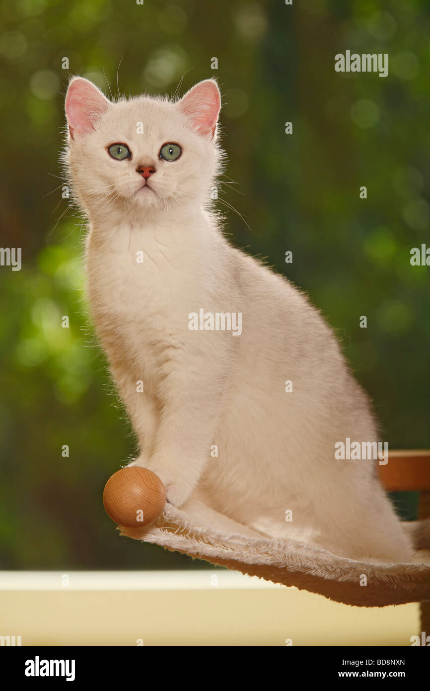 British Shorthair Cat kitten silver shaded Stock Photo