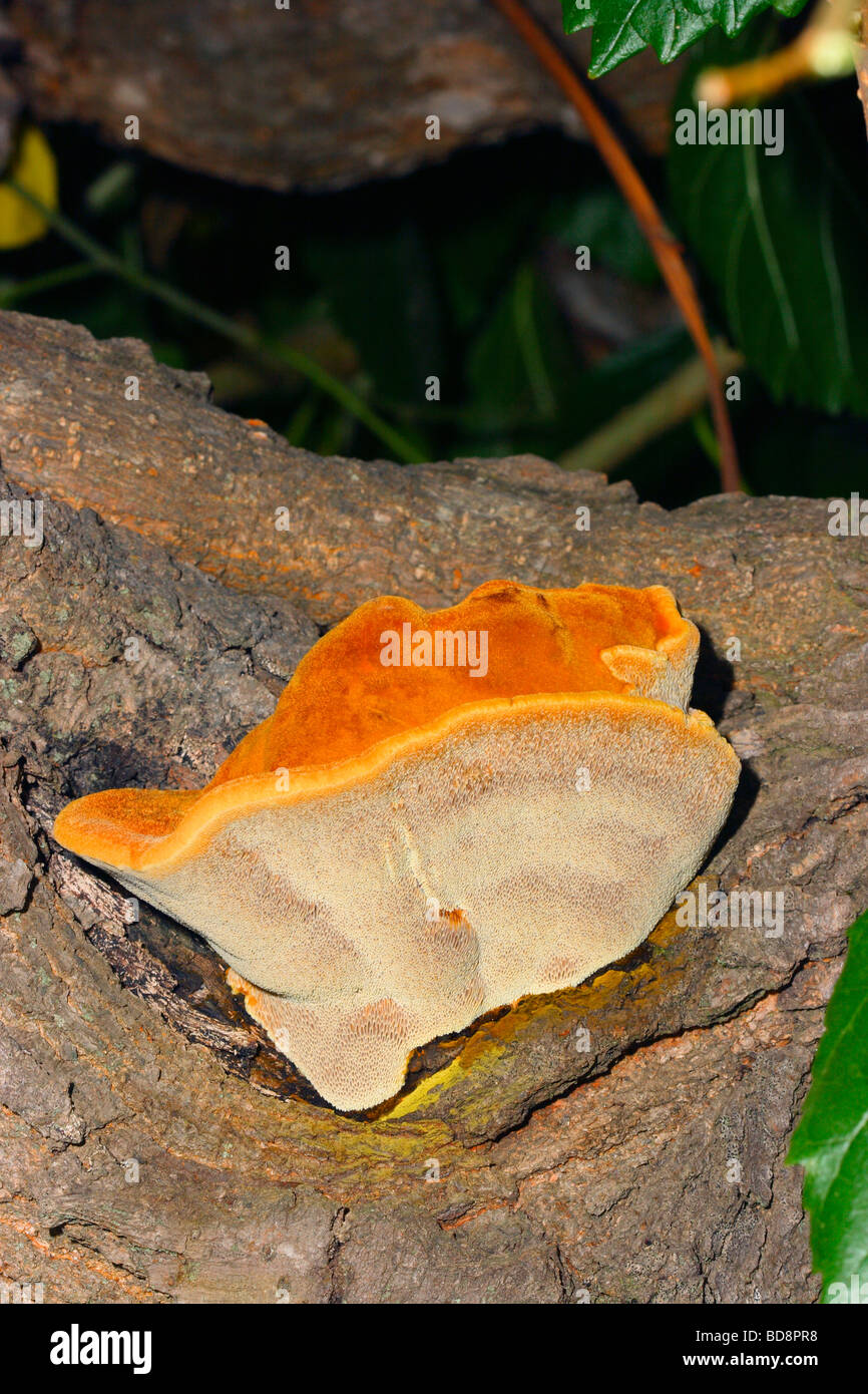 Tree Fungus (Inonotus hispidus) Fruiting body on White Mulberry Tree (Morus alba) trunk Stock Photo