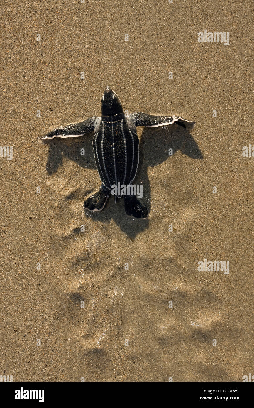 Leatherback sea turtle hatchling crawling towards the ocean Stock Photo