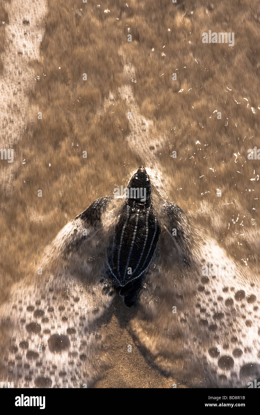 Hatchling leatherback sea turtle entering the ocean Stock Photo