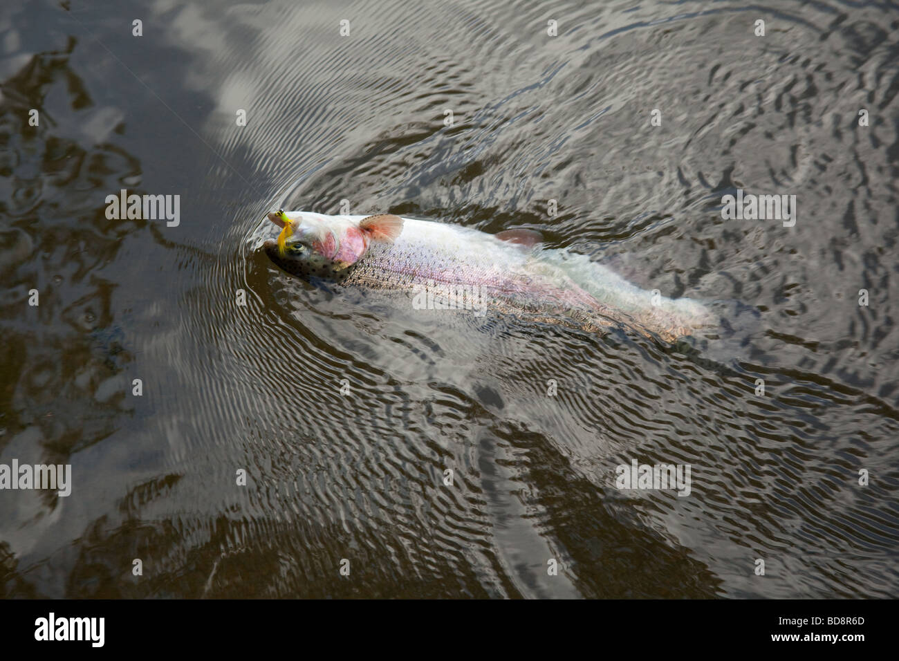 Rainbow trout being caught at Newhouse farm trout Fisheries Devon
