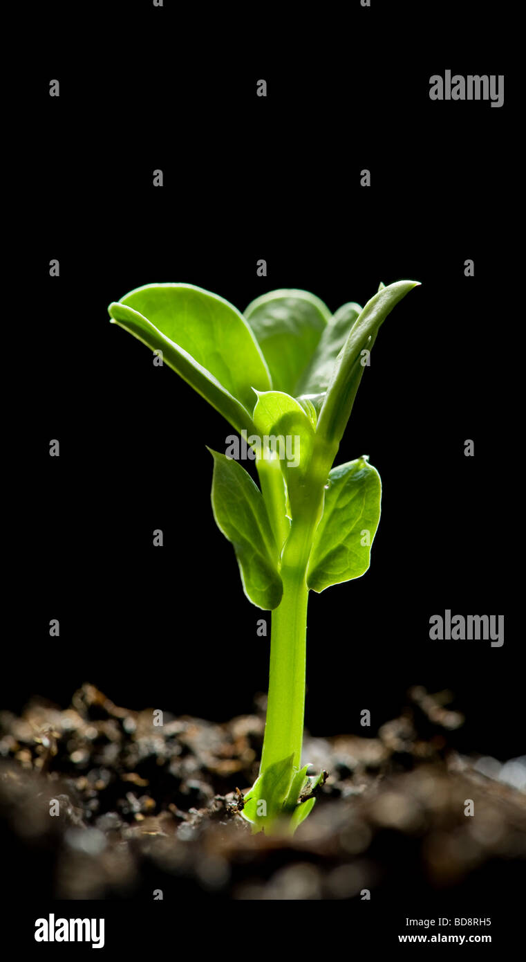Closeup of single pea shoot seedling emerging from the ground against black background Stock Photo