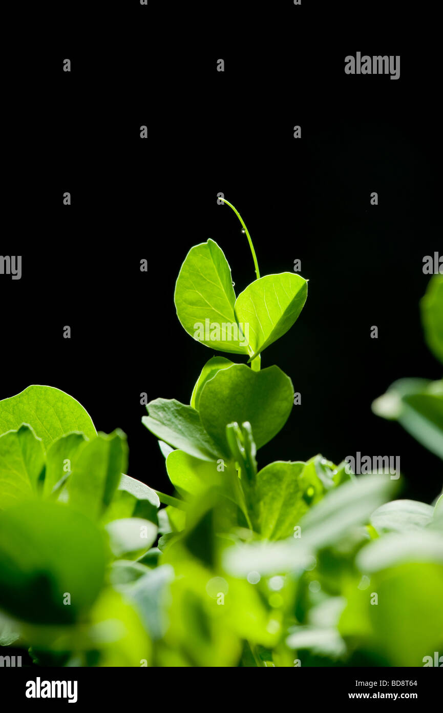 Pea shoot seedling against black background Stock Photo