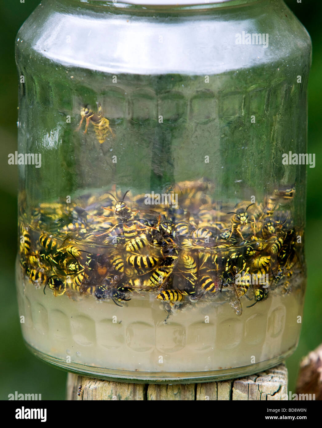 wasps caught in jar filled with sugar and water Stock Photo Alamy
