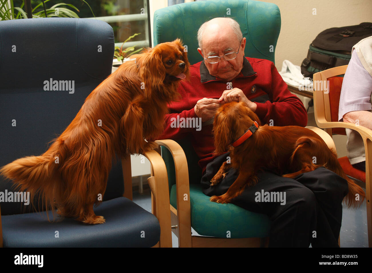 Elderly man with Cavalier King Charles Spaniel ruby old people s home Stock Photo