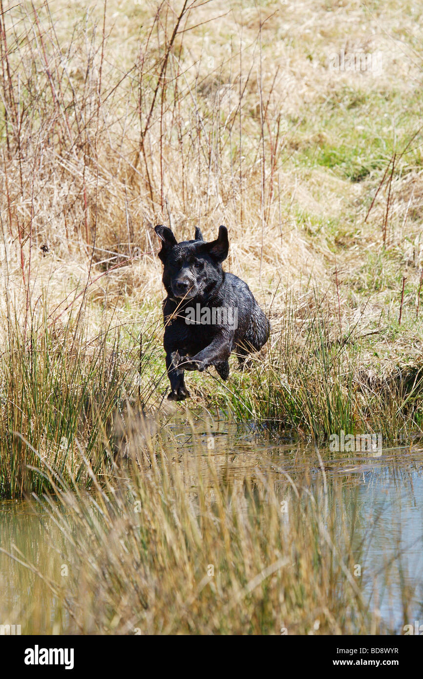 BLACK LAB LABRADOR ON A RETRIEVE CAUGHT IN MID AIR DIVING ACROSSED A CREEK Stock Photo