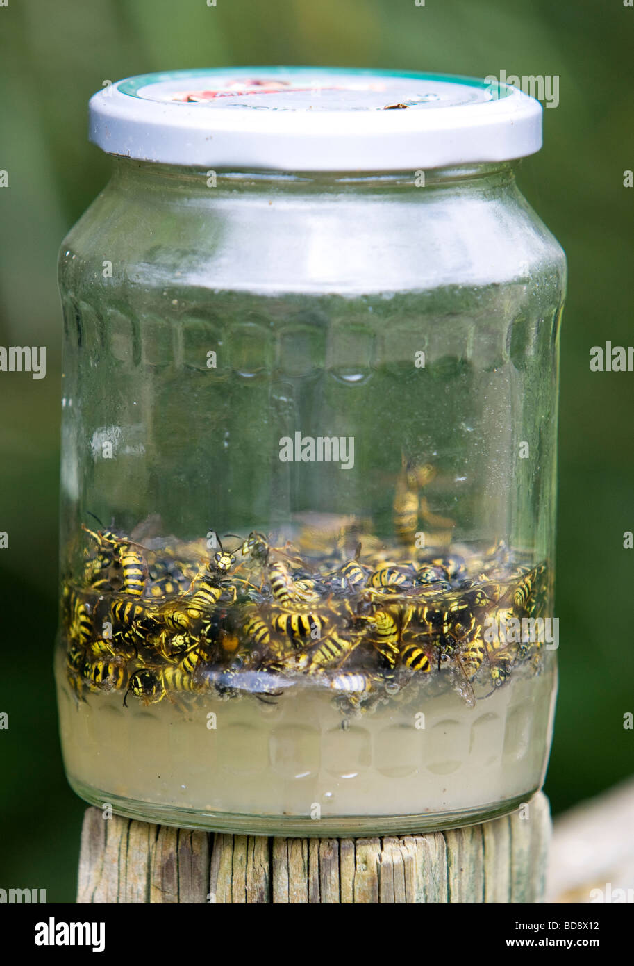 wasps caught in jar filled with sugar and water Stock Photo Alamy